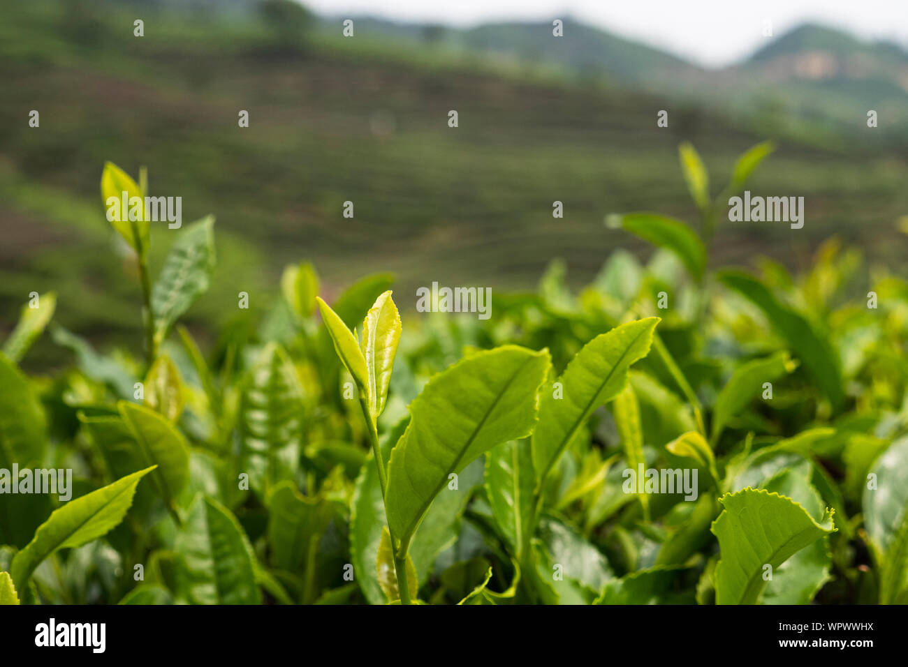 Spring tea hi-res stock photography and images - Alamy
