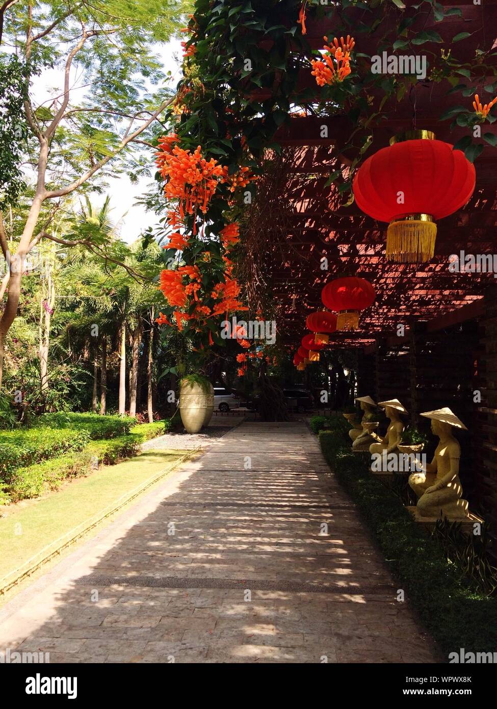Chinese lanterns plant hi-res stock photography and images - Alamy
