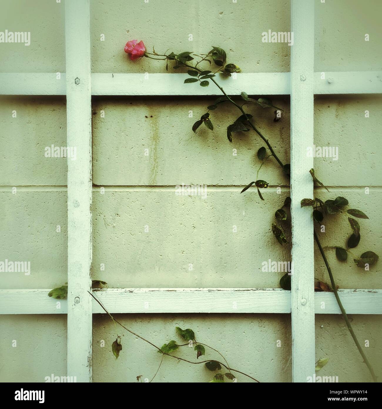 Rose obsolete hires stock photography and images Alamy