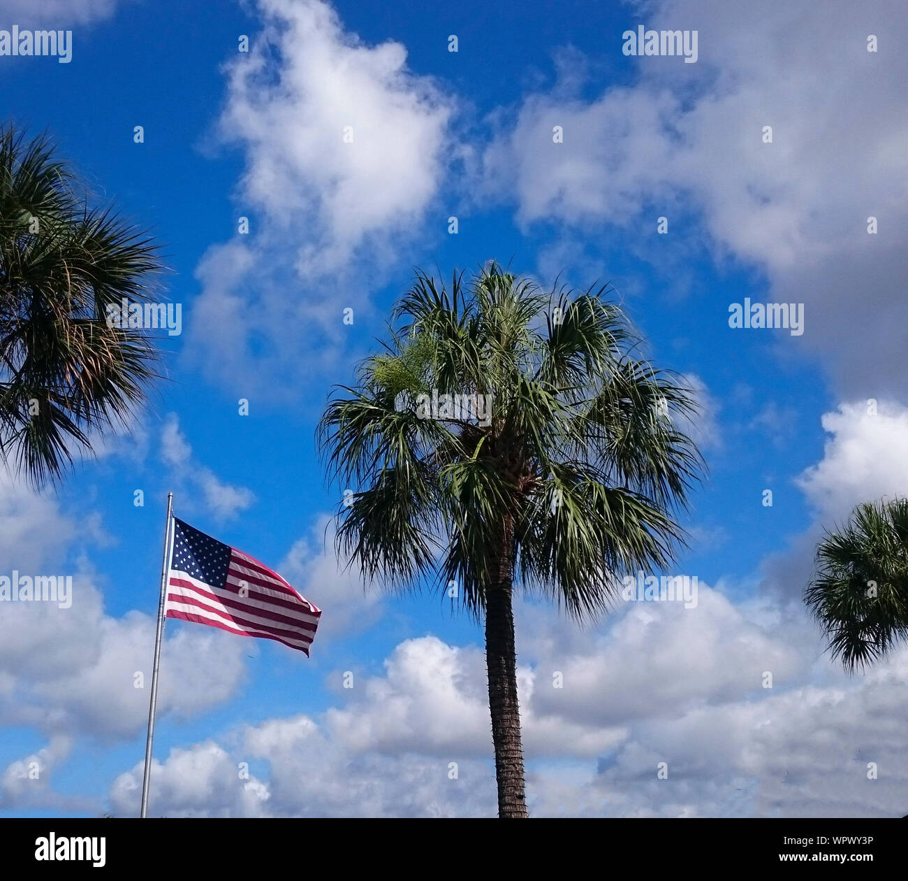American flag palm tree hires stock
