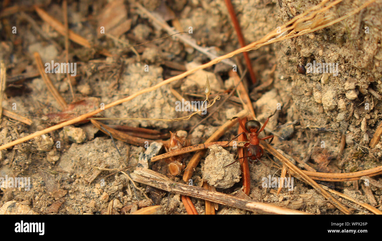 High Angle View Of Ant On Ground Stock Photo