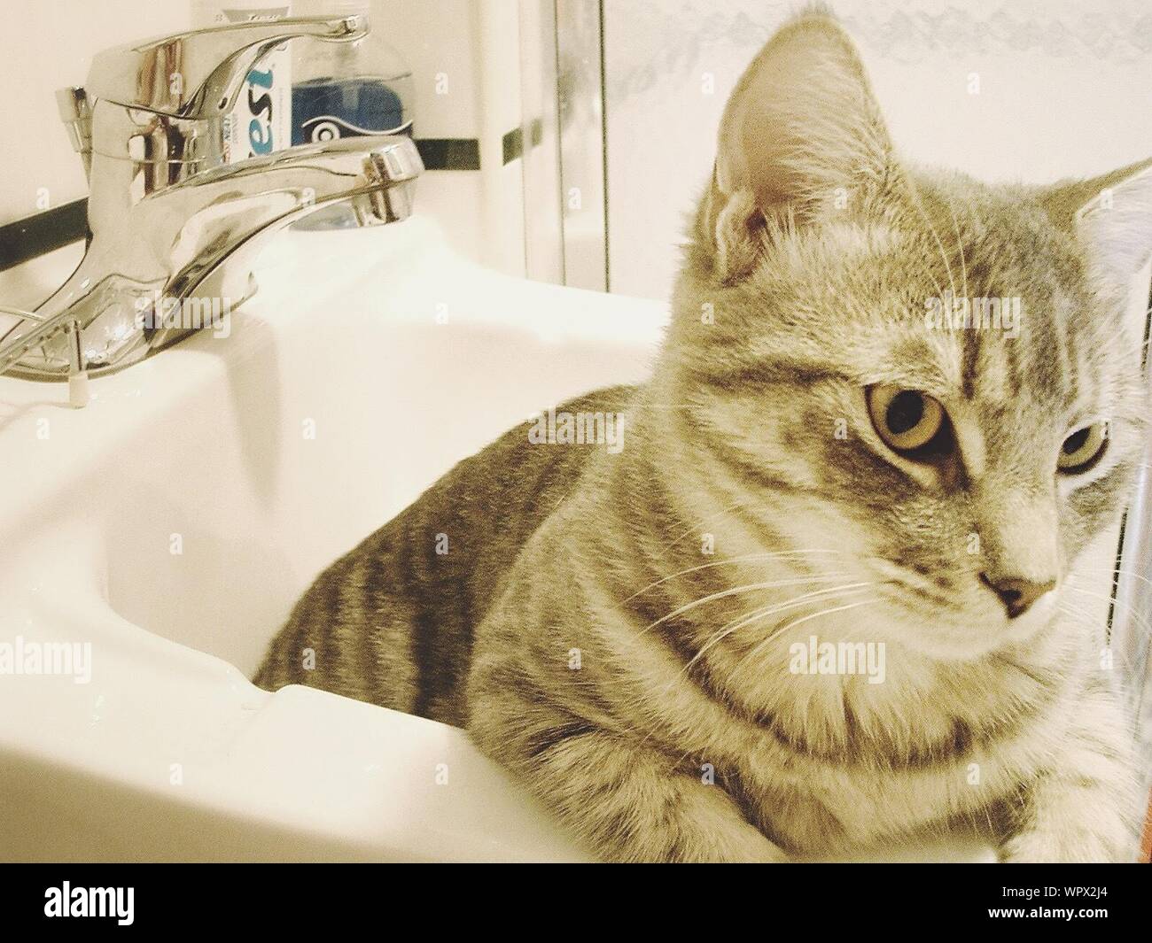 Cat In Bathroom Sink Stock Photo Alamy