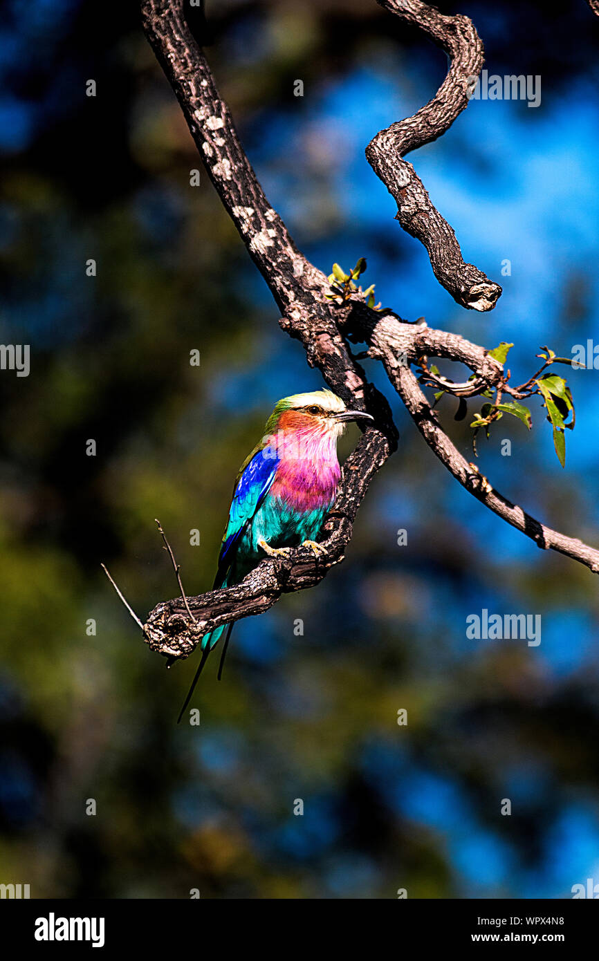 The beautifully coloured Lilac-breasted Roller bird found in Africa Stock Photo