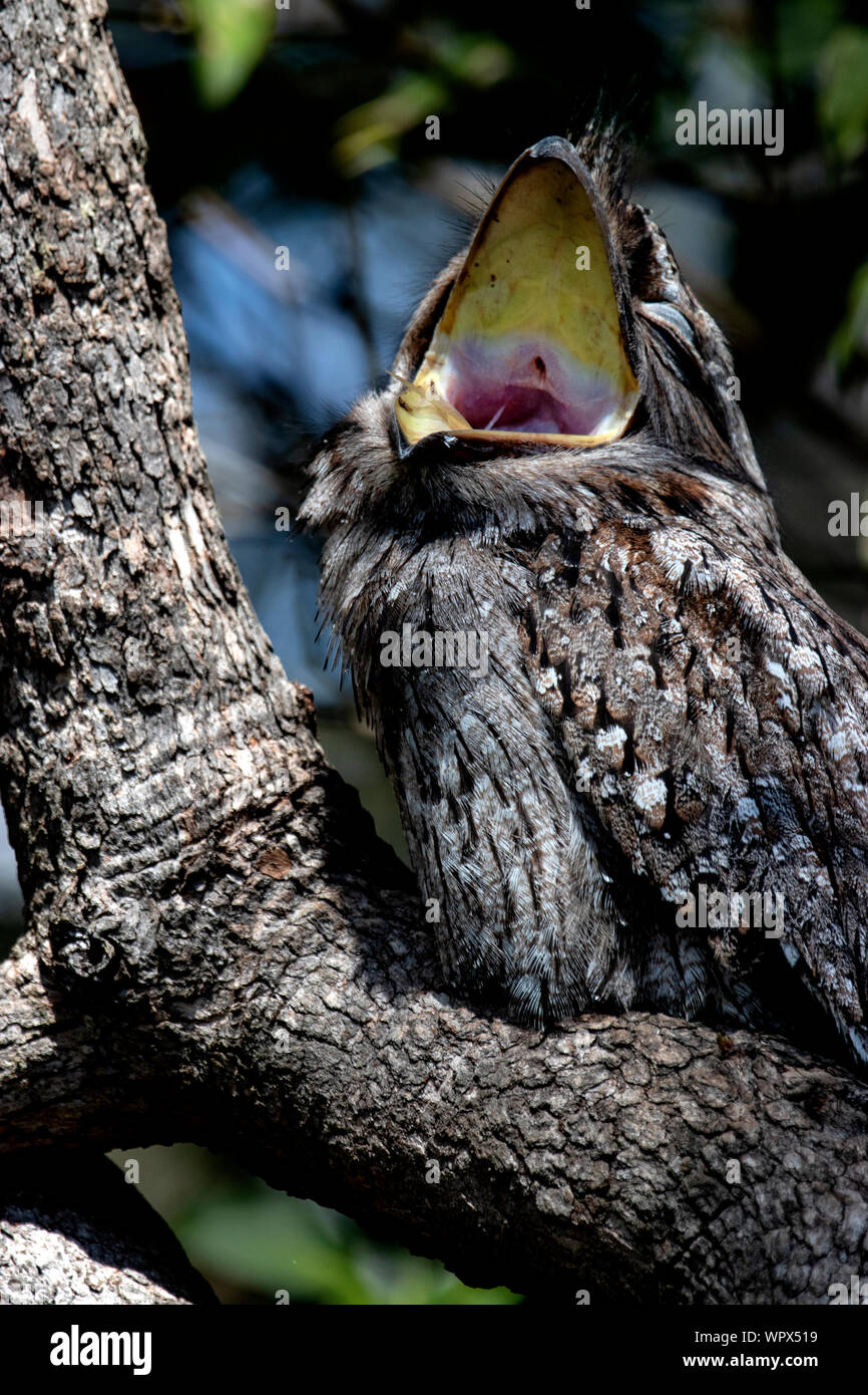 A beautiful Tawny Frogmouth resting in a tree yawning Stock Photo