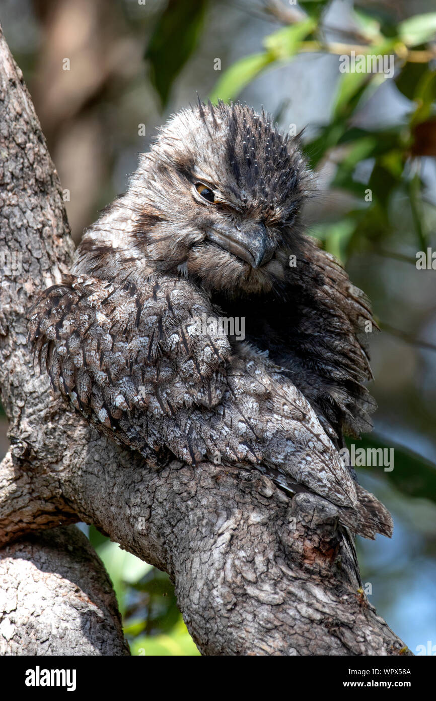 A beautiful Tawny Frogmouth resting in a tree Stock Photo