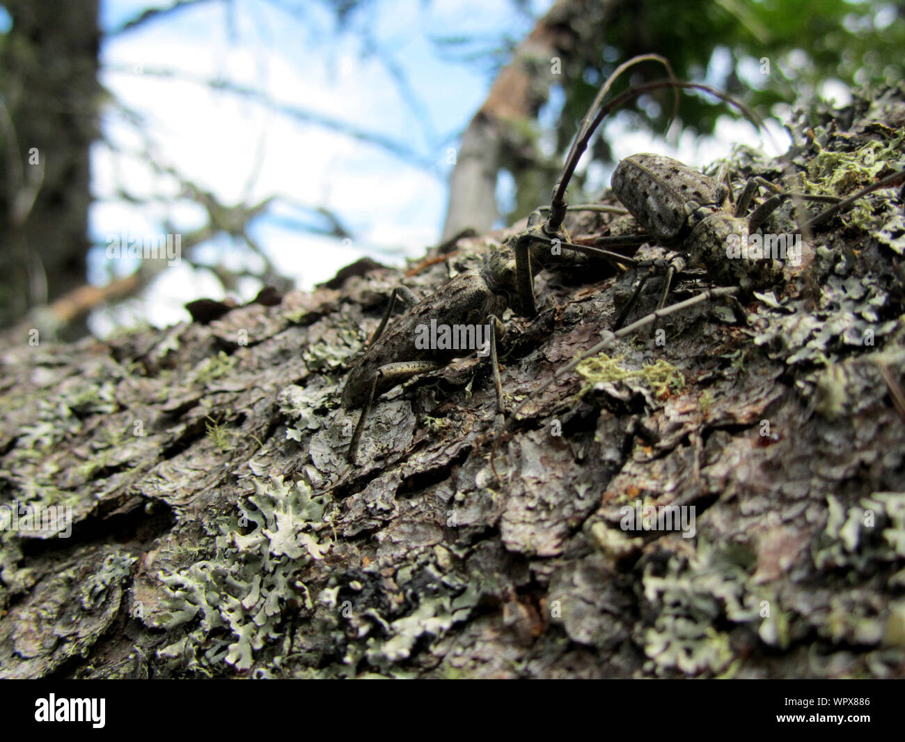 Close-up Of Longhorn Beetles On Tree Trunk Stock Photo