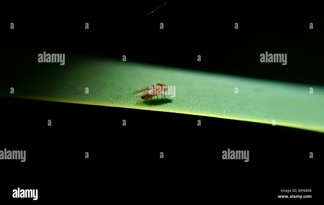 Insect On Blade Of Grass Stock Photo Alamy
