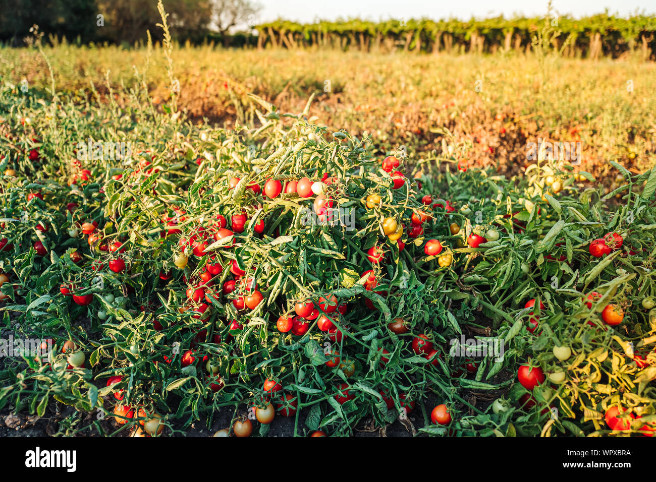 Cultivation of cherry tomatoes in Puglia, south of Italy Stock Photo