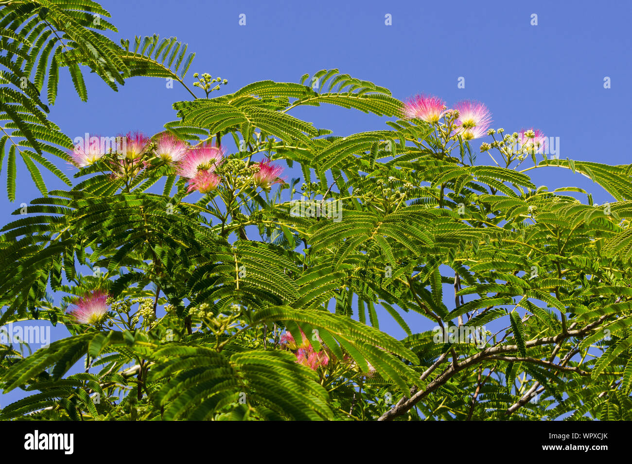 Blooming of Albizia julibrissin (Persian silk tree) in early summer. Stock Photo
