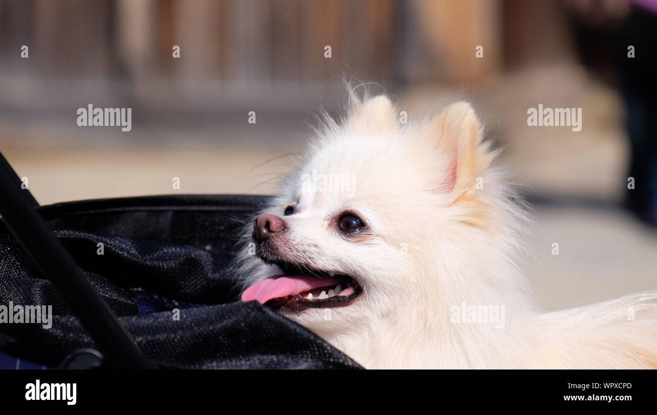 pomeranian stroller