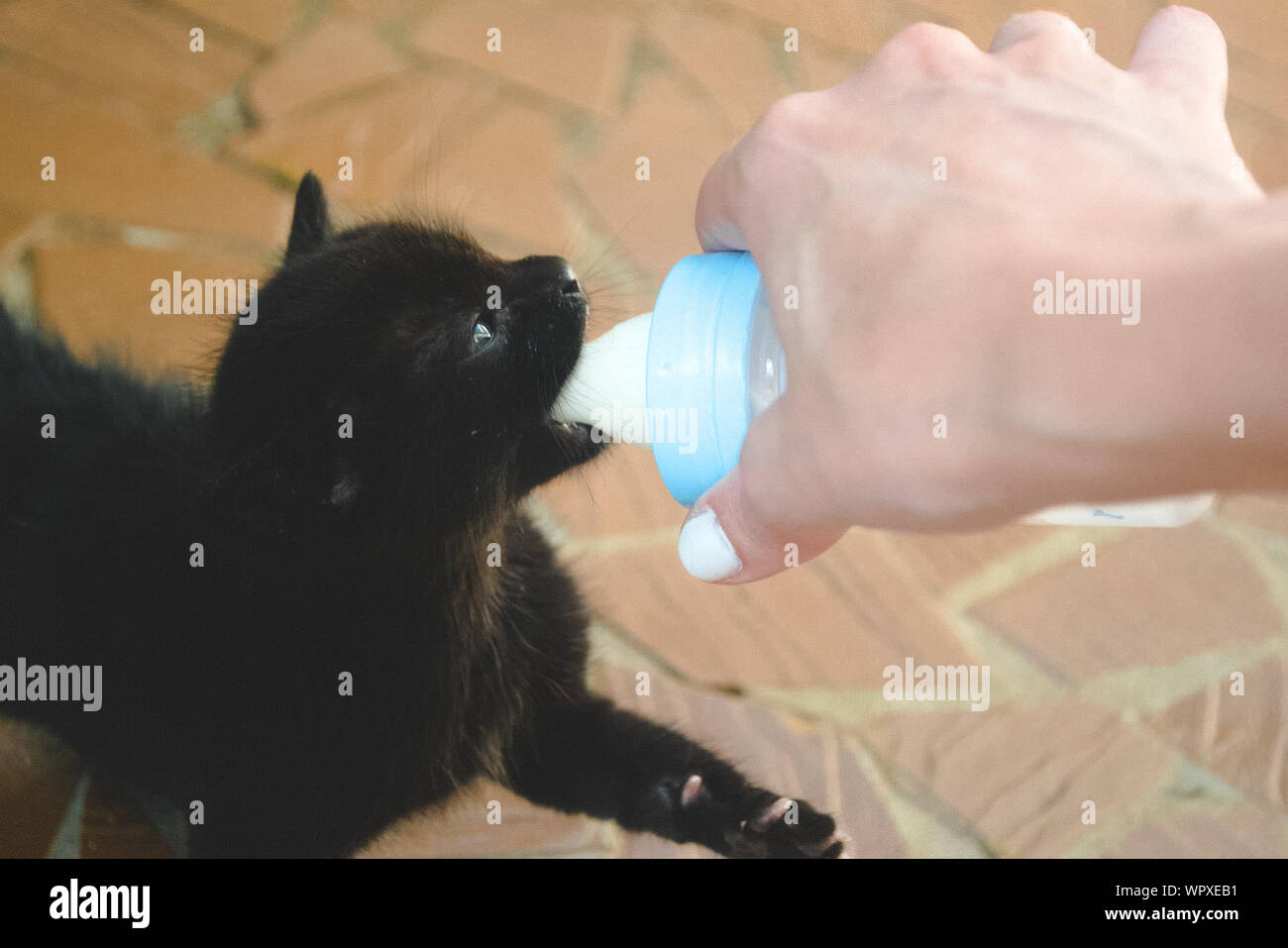 kitten bottle feeder