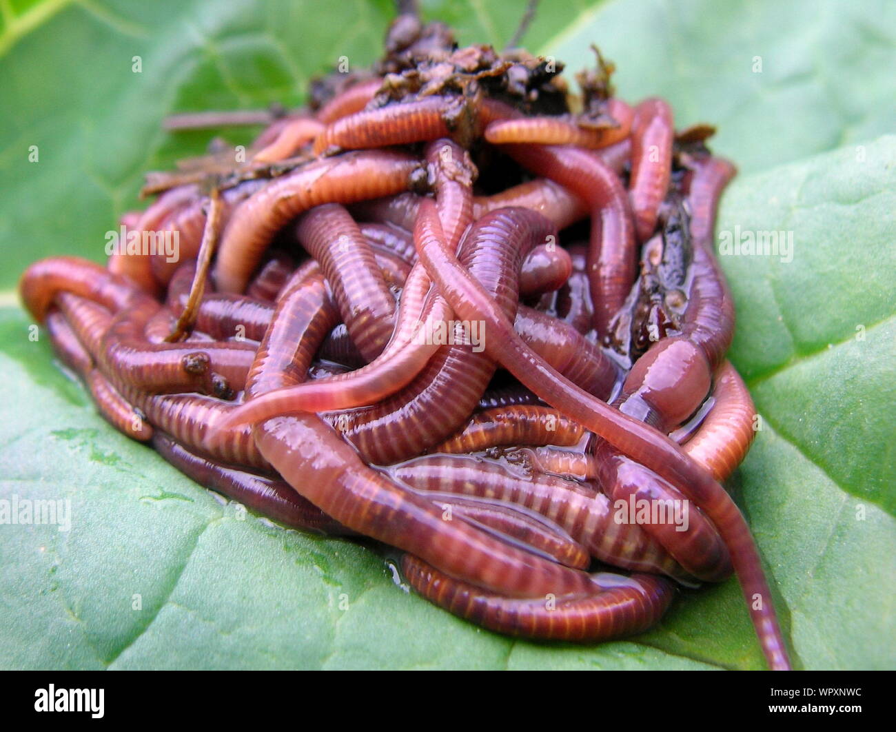 Closeup Of Earthworms On Plant Stock Photo Alamy