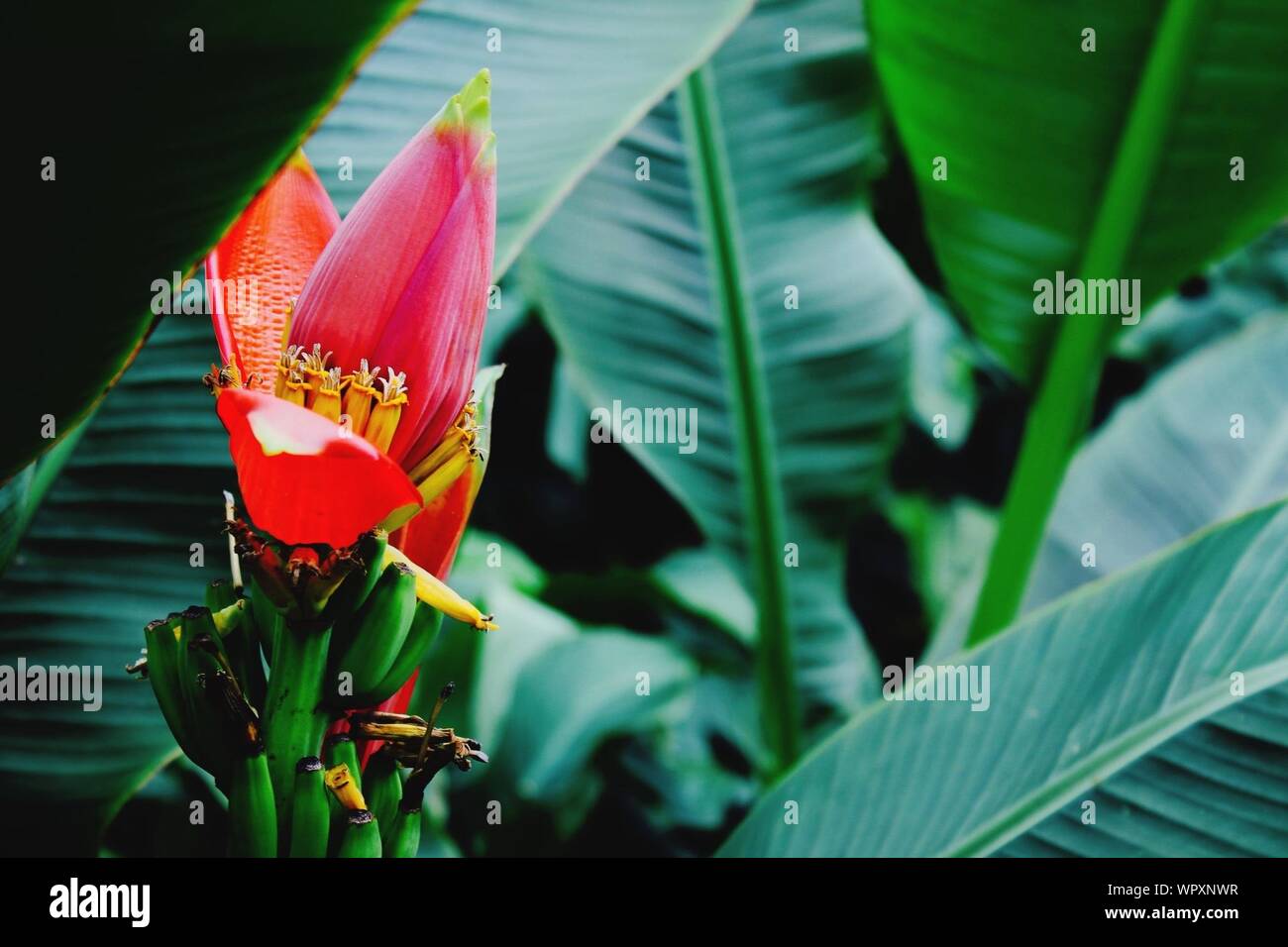 Red banana plant hires stock photography and images Alamy