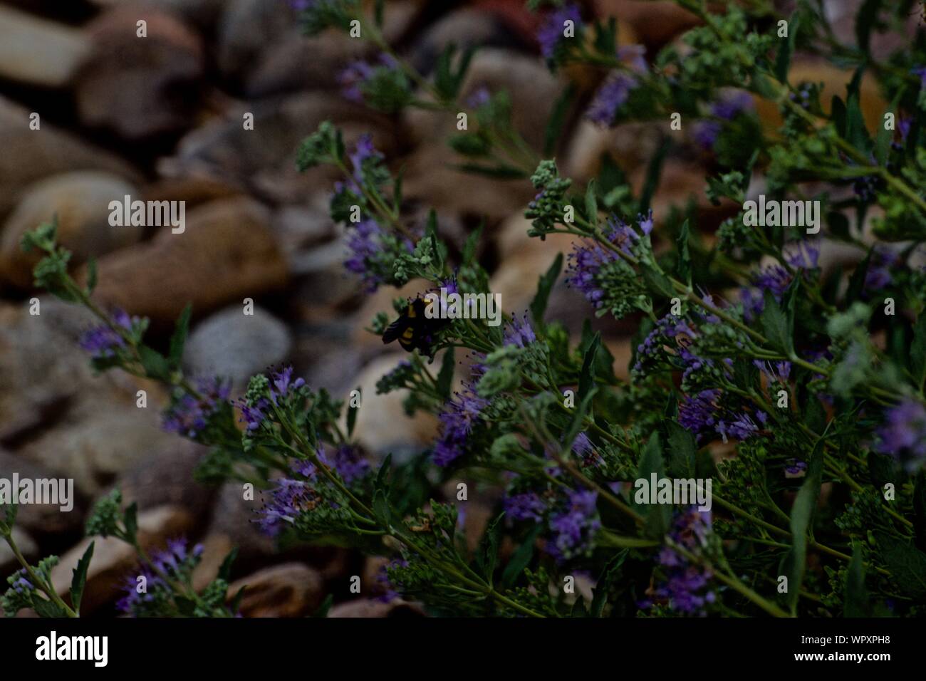 Bumble Bee Gathering Nectar on Purple Flowers at Canyon City Aqua Park, Canyon, Texas. Stock Photo