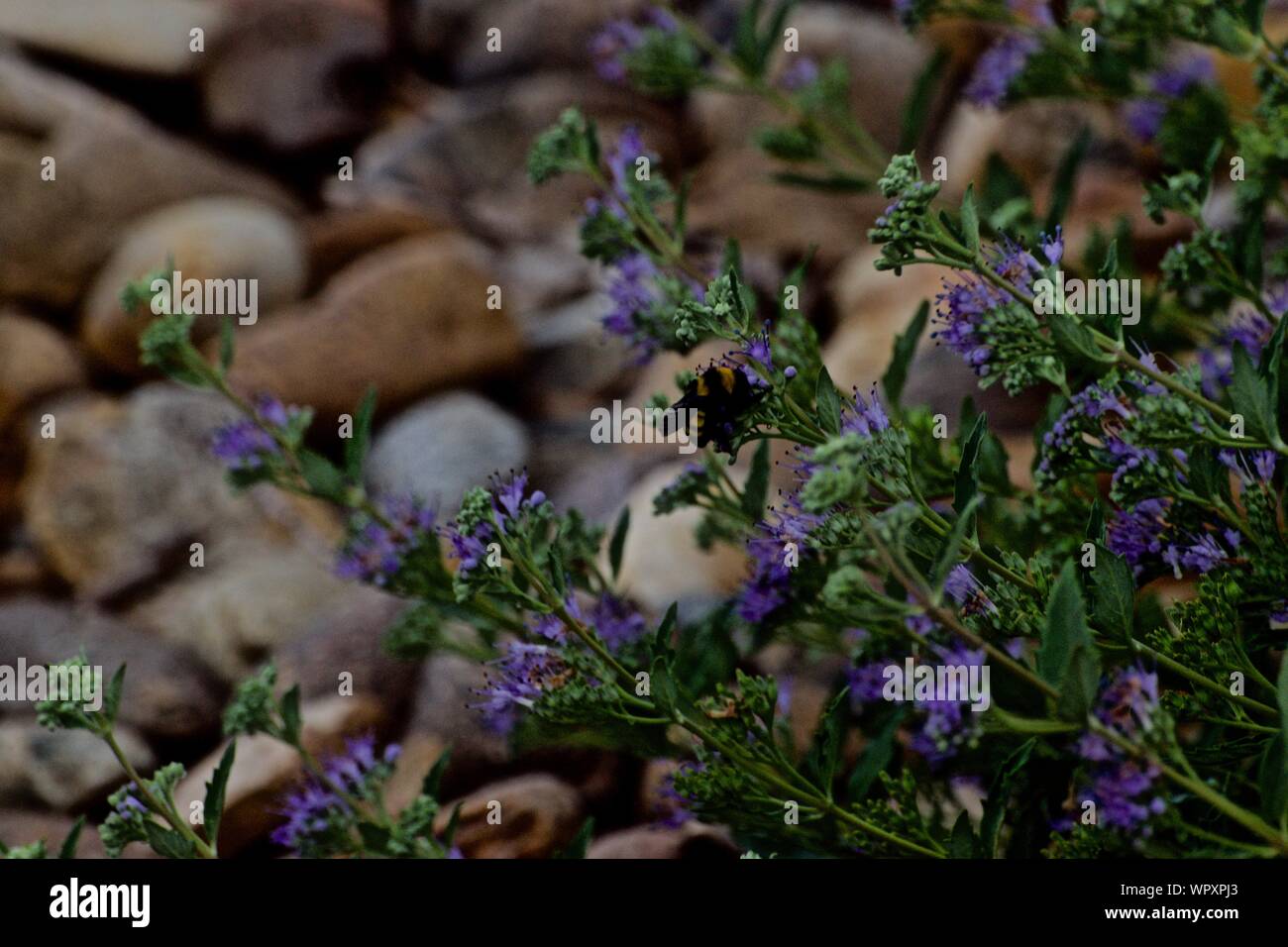 Bumble Bee Gathering Nectar on Purple Flowers at Canyon City Aqua Park, Canyon, Texas. Stock Photo