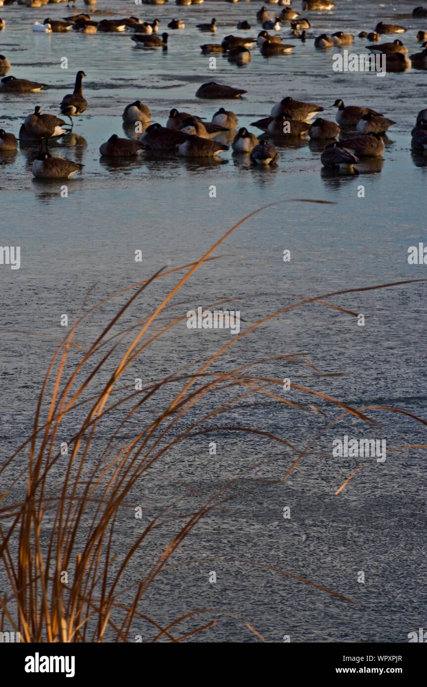 Wild Geese Flocks Mostly Canada, Wintering at Lindsey Park Public Fishing Lake, Canyon, Texas. Stock Photo