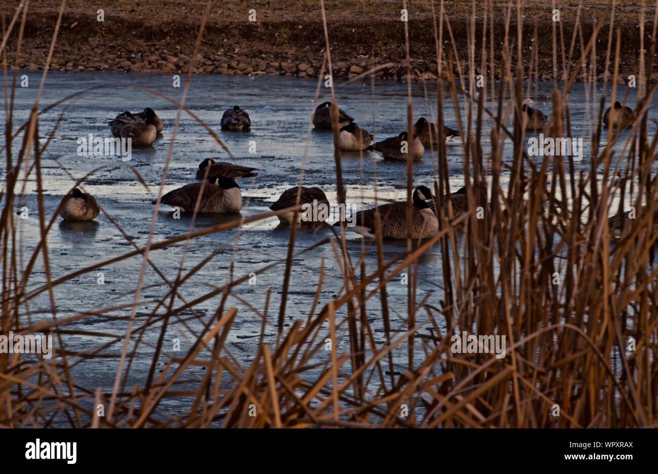Wild Geese Flocks Mostly Canada, Wintering at Lindsey Park Public Fishing Lake, Canyon, Texas. Stock Photo