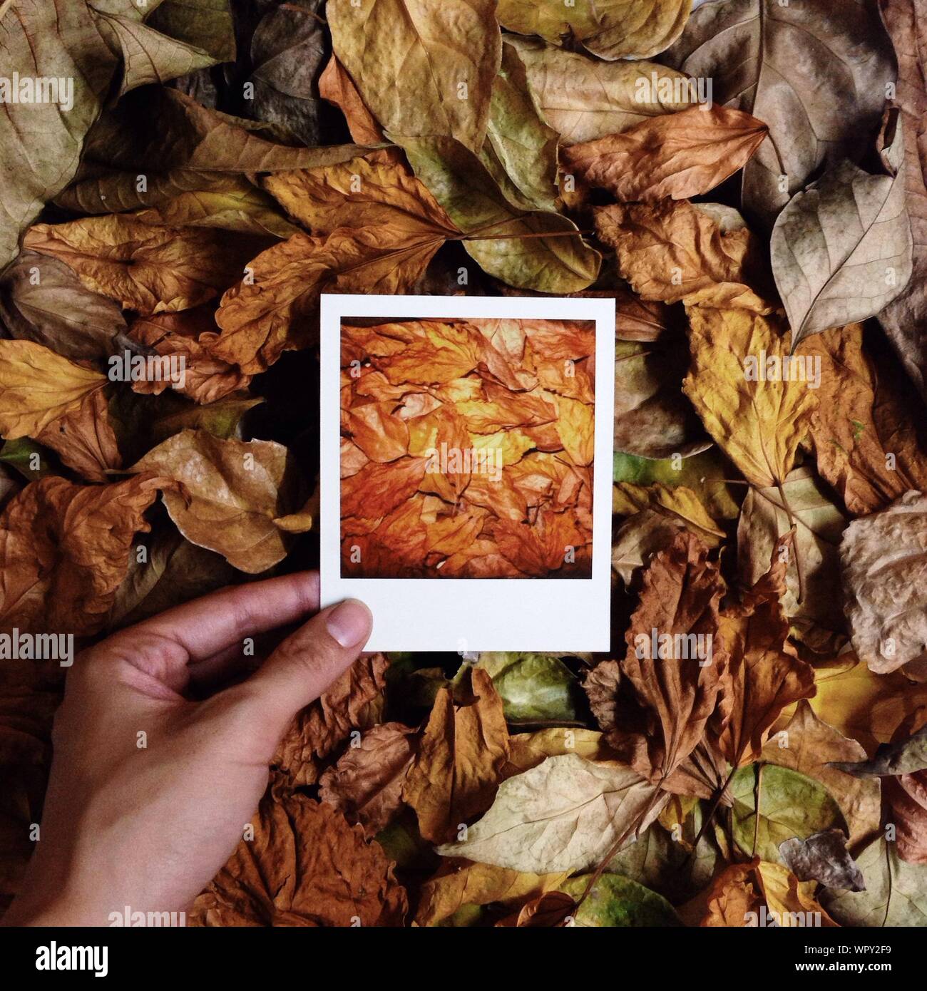 Close-up Of Instant Photo Picture Of Autumnal Leaves Stock Photo