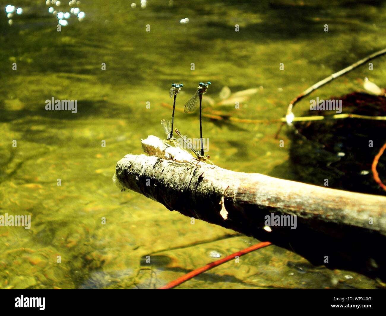 Log Over Water Surface Stock Photo Alamy
