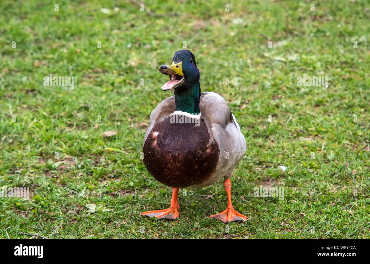 mallard-duck-quacking-on-grassy-field-WPY4XA.jpg