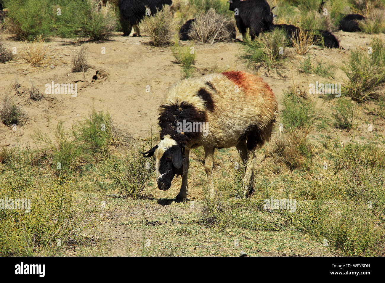 Goat iran middle east hi-res stock photography and images - Alamy