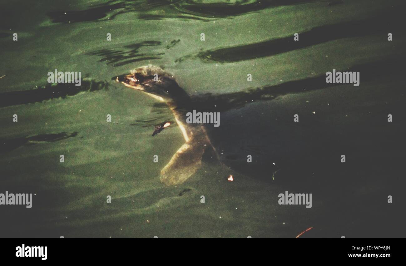 Aquatic Animal Swiming Stock Photo