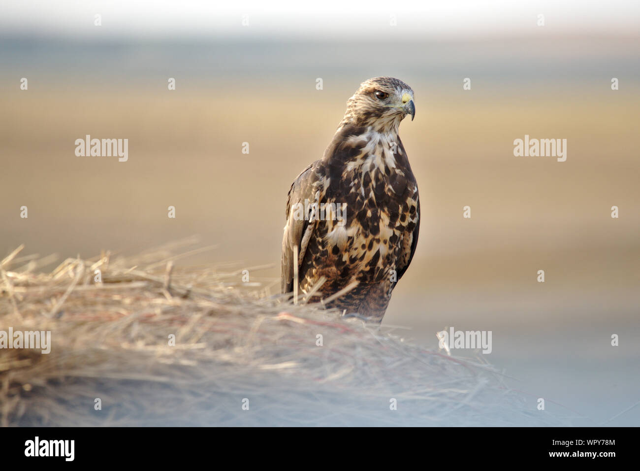 Swainson's Hawk on a hay bale Stock Photo