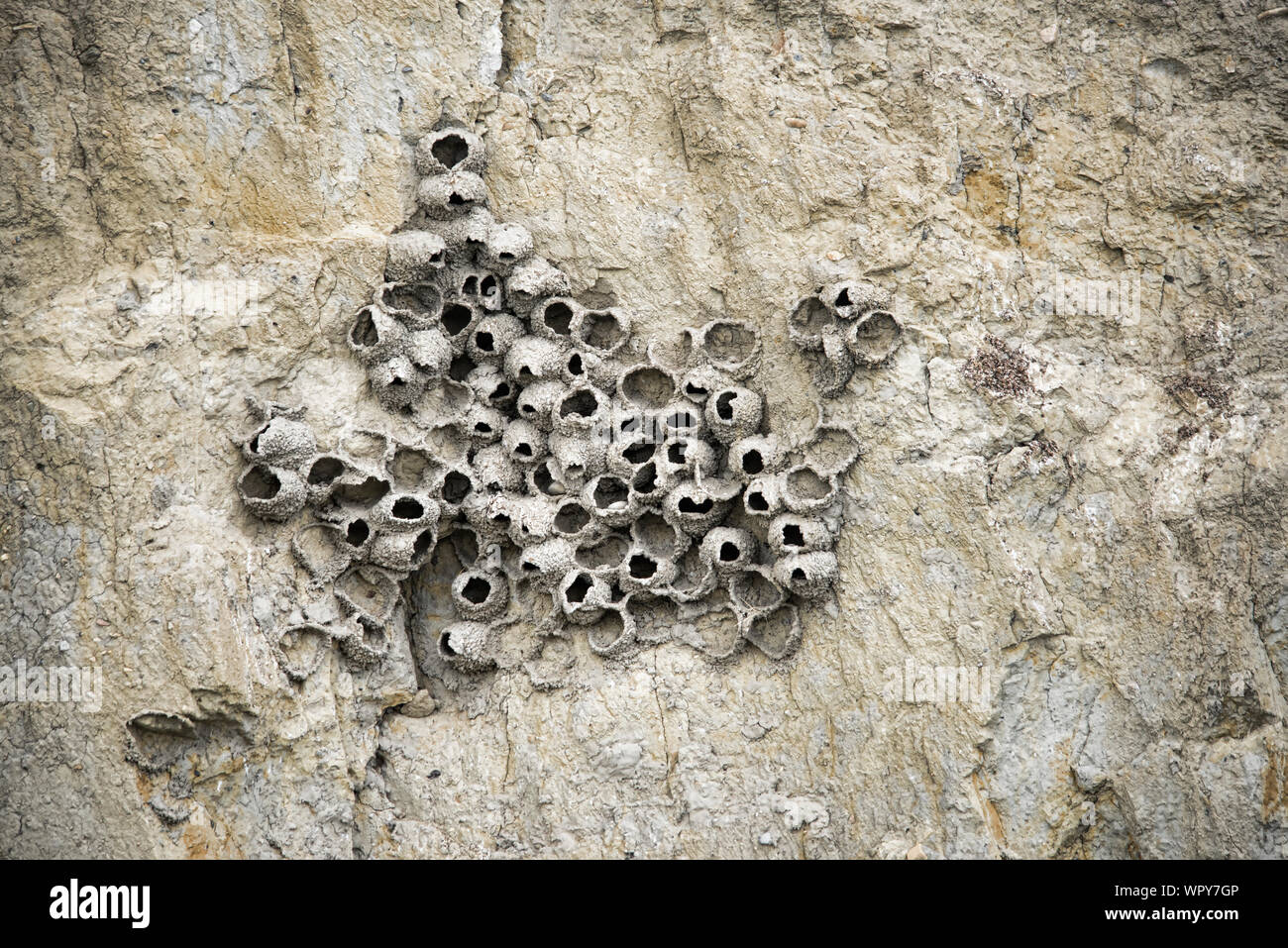 American Cliff Swallow Nests Stock Photo