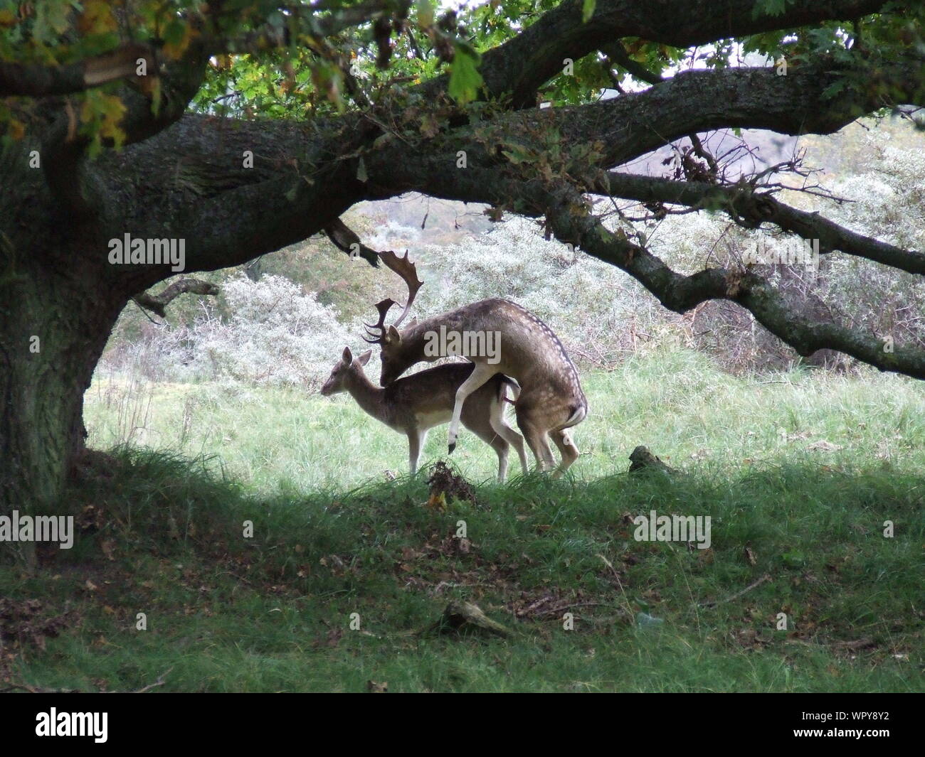 Deer mating not seal not illustration hires stock photography and