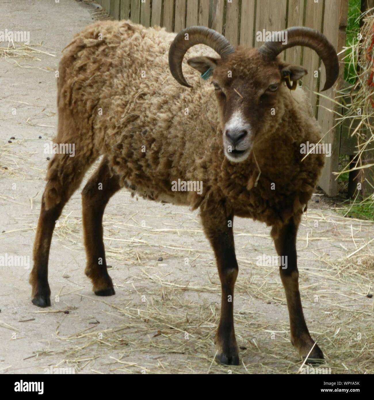 Horned Sheep Standing At Yard Stock Photo