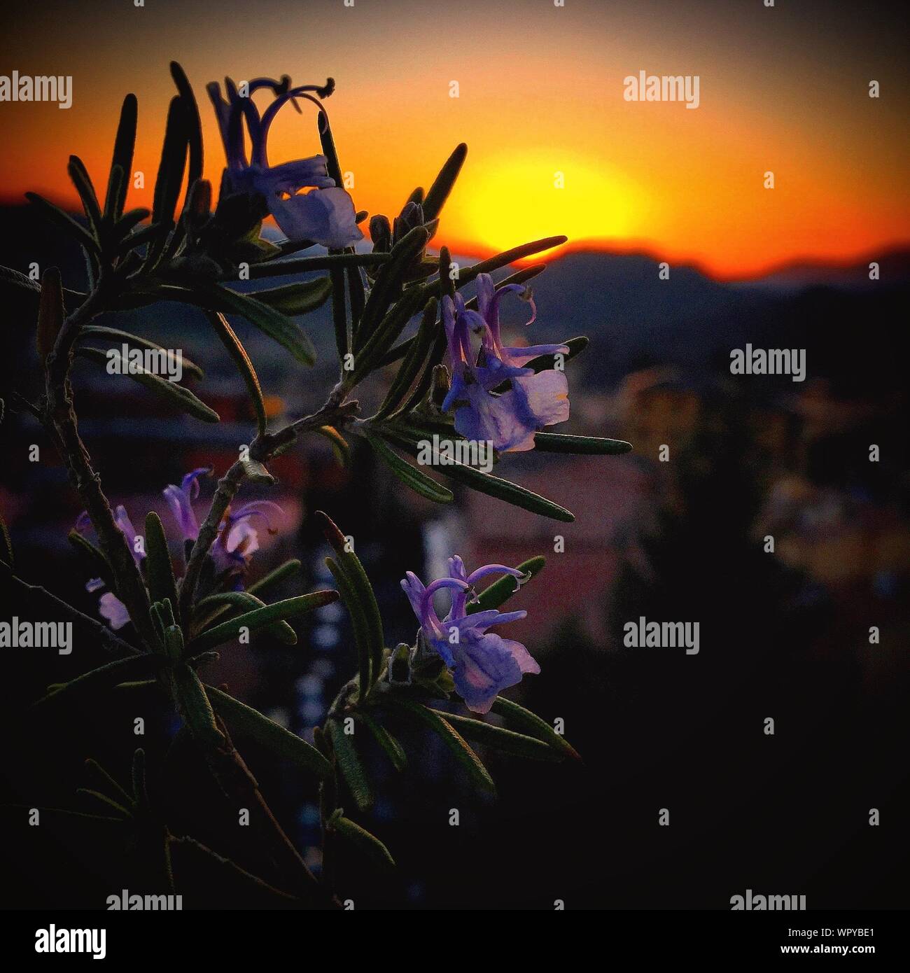 Flowering rosemary plant hires stock photography and images Alamy