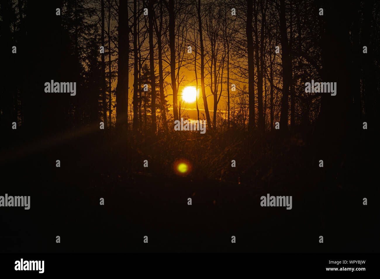 Spring sunshine through trees hi-res stock photography and images - Alamy
