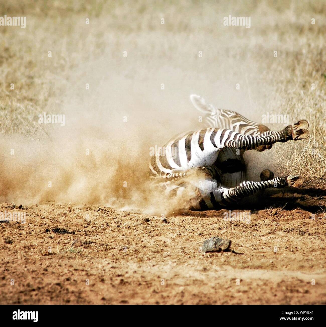 Zebra dust hires stock photography and images Alamy