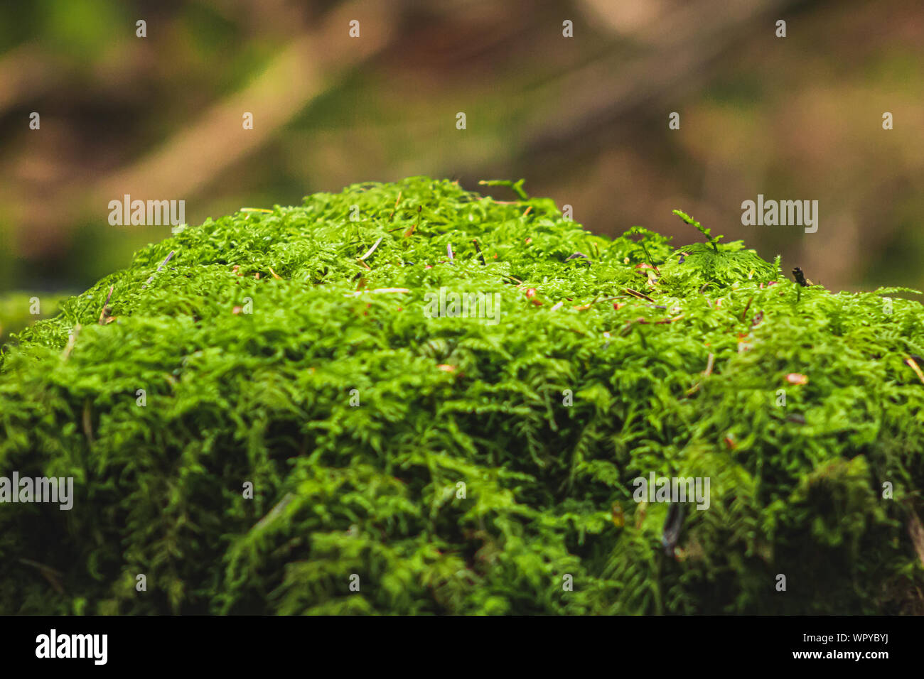Green moss color texture hi-res stock photography and images - Alamy