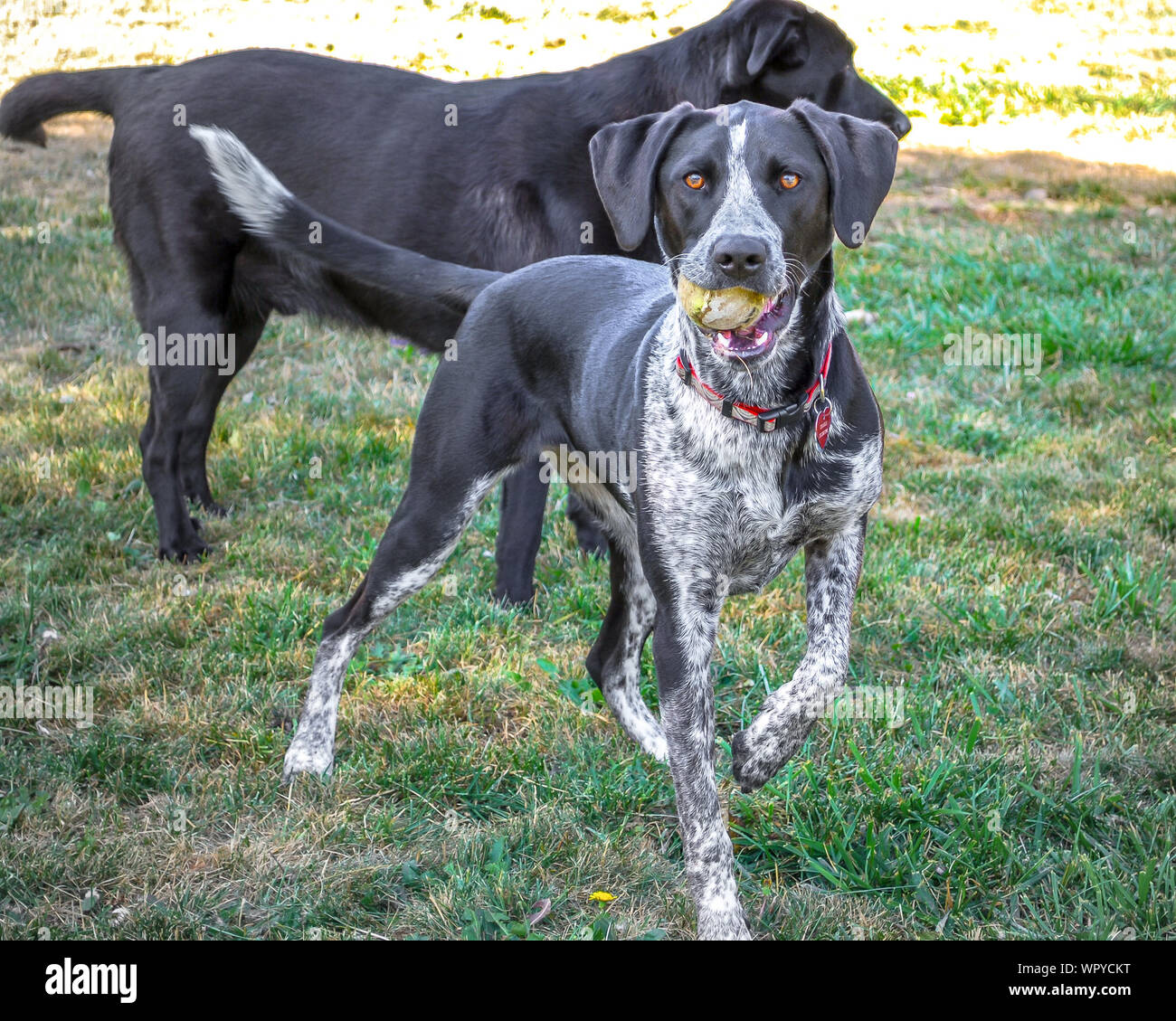 Black german shorthaired pointer hi-res stock photography and images - Alamy