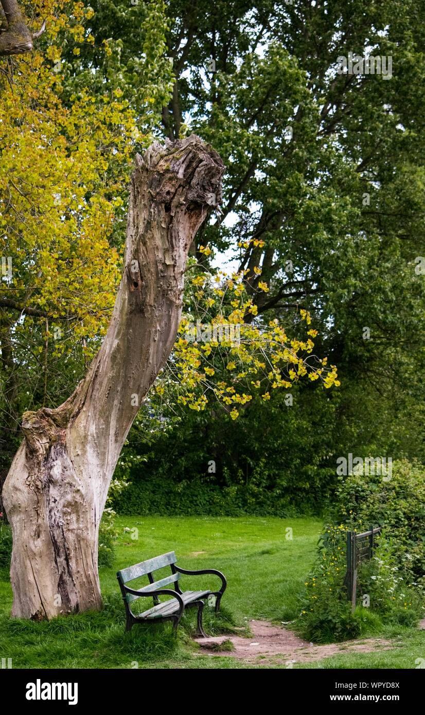 Empty Bench By Tree Stump In Park Stock Photo 272281098 Alamy