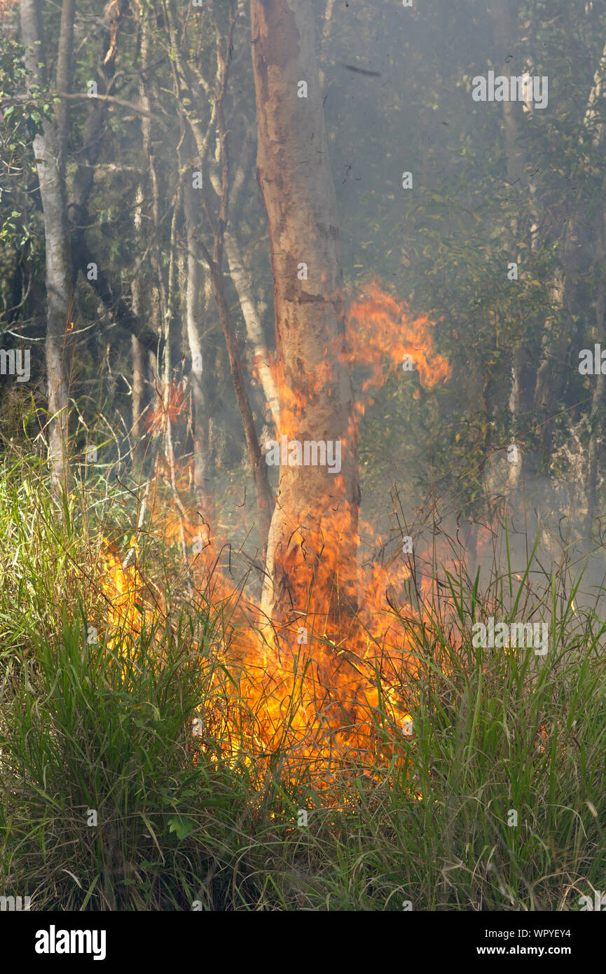 Fire burning the forest Stock Photo - Alamy