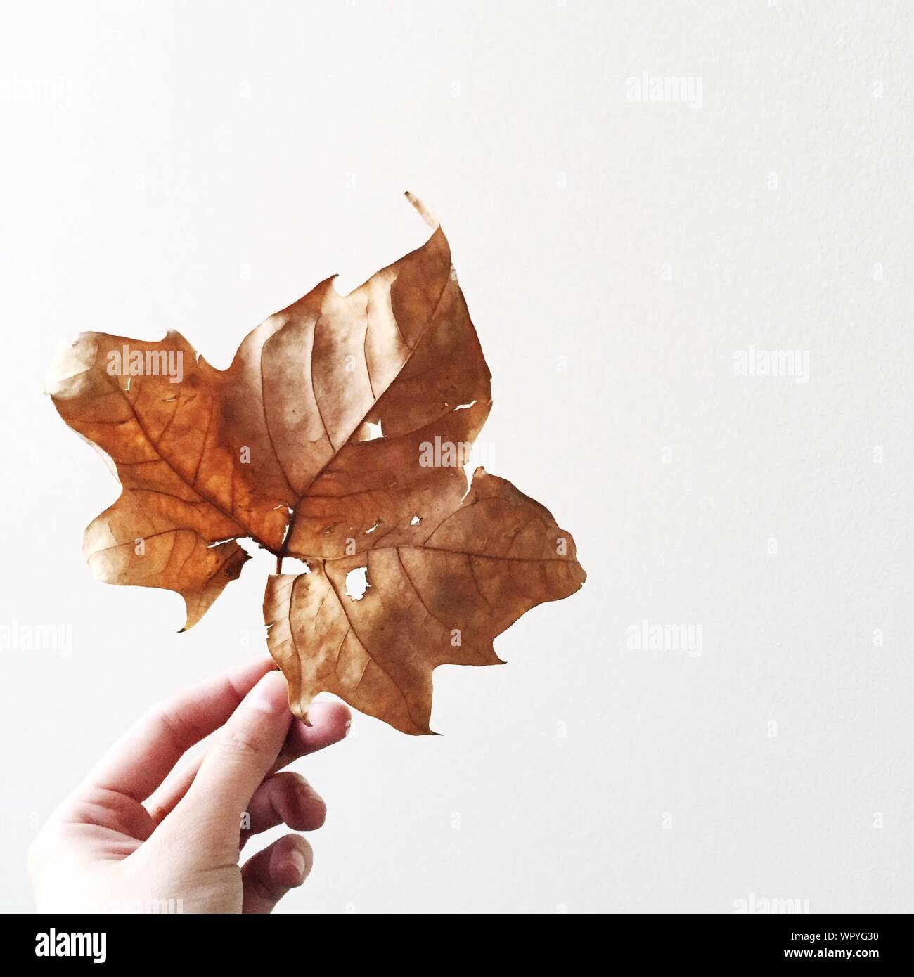 Close Up Of Dry Leaf In Woman's Hand Stock Photo - Alamy
