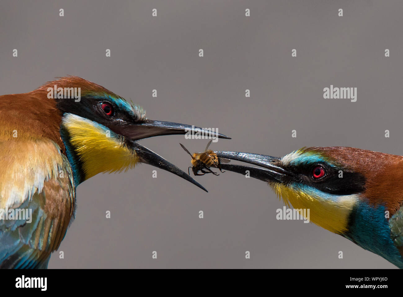 Close-up Of Birds Eating Dead Bee Stock Photo - Alamy