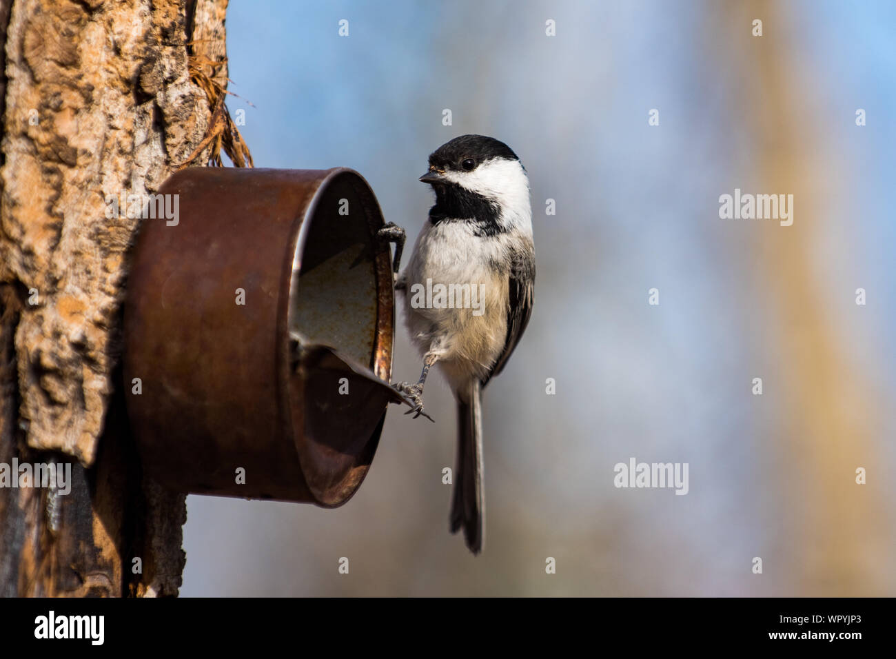 Black Capped Chickadee Feeding On Seeds From A Tin Can Birdfeeder