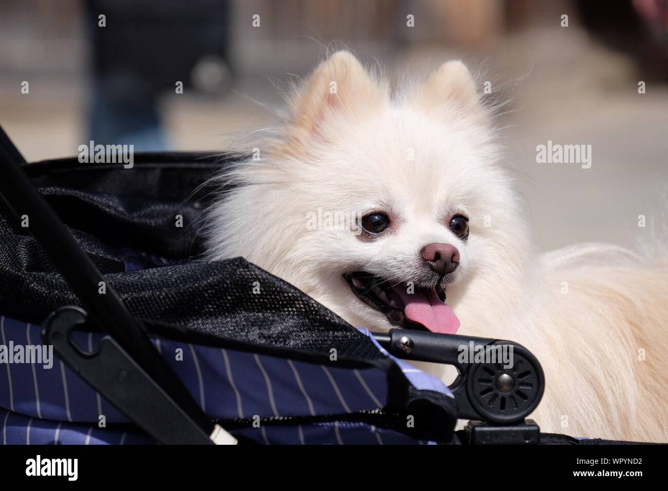 pomeranian stroller