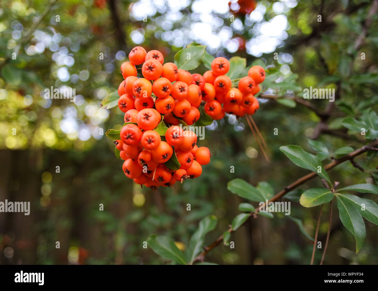 Sorbus copper kettle hires stock photography and images Alamy