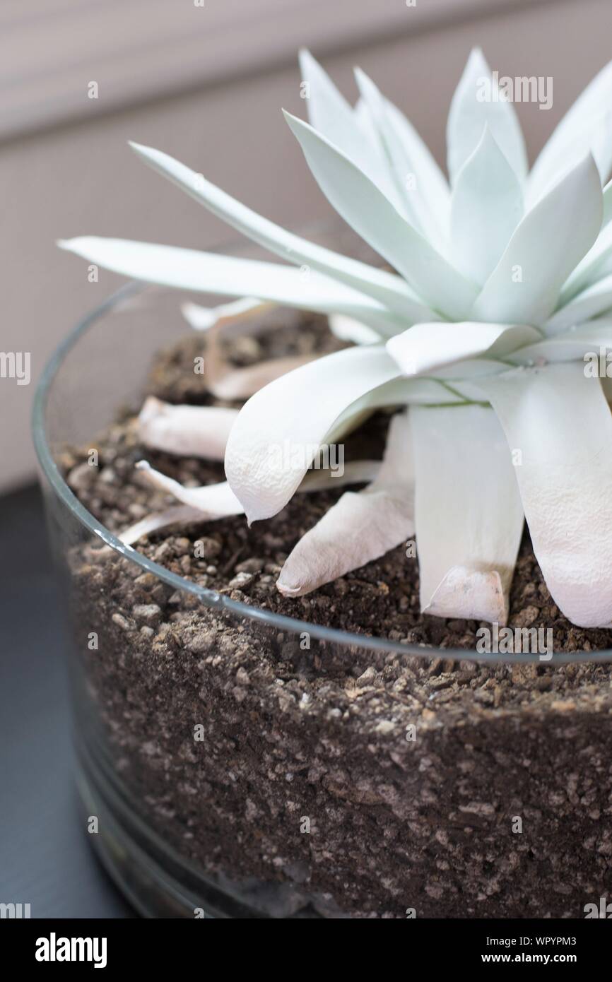 Dudleya brittonii giant chalk dudleya, with shriveled lower leaves