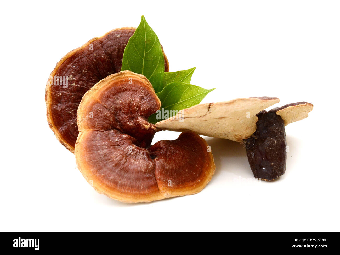 Lingzhi mushroom, Reishi mushroom and the leaf on white background. Stock Photo