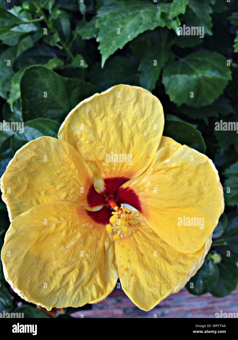 Close-up Of Yellow Hibiscus Flower With Red Center Stock Photo