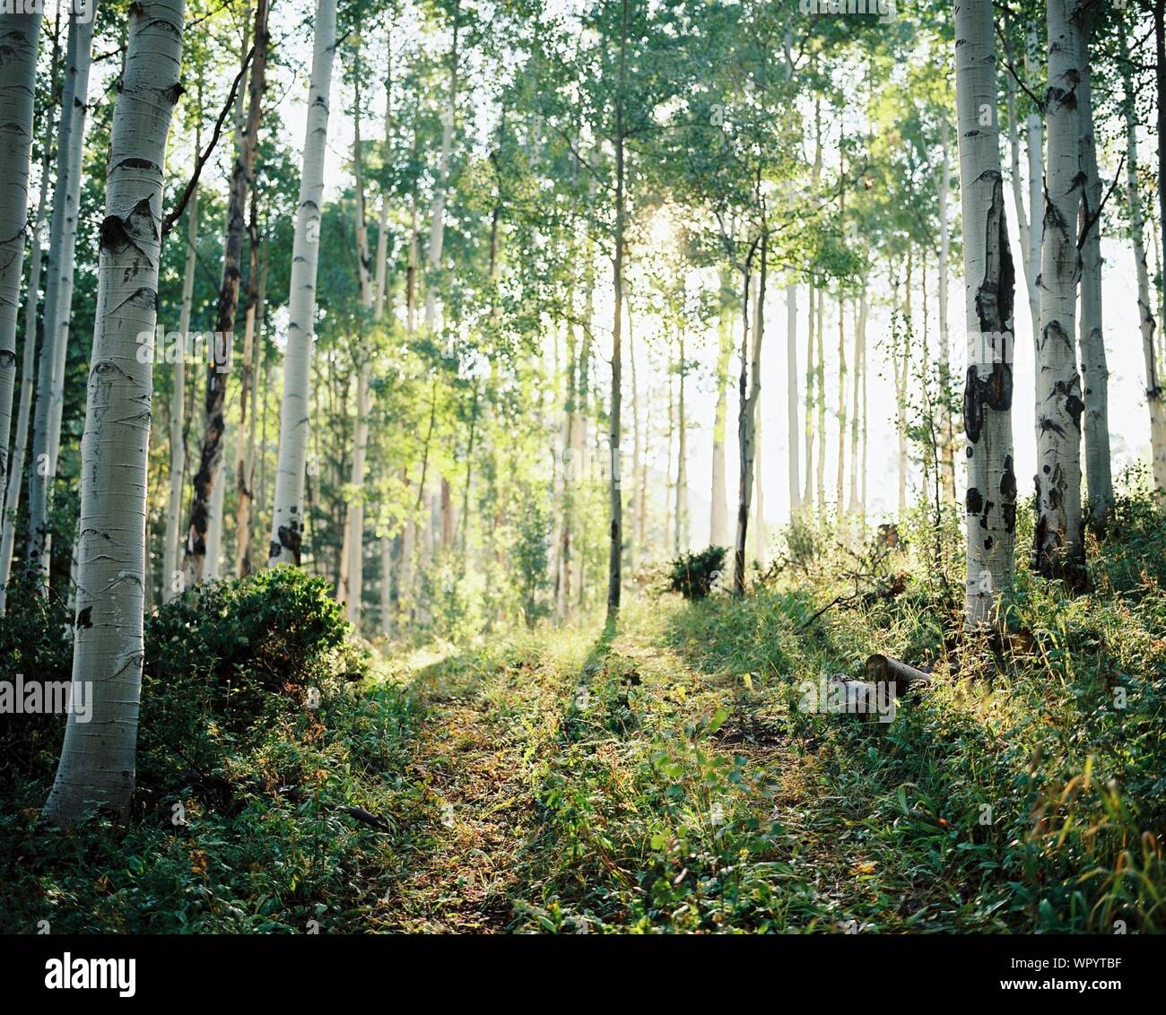 Sunlight In Forest Birch Trees High Resolution Stock Photography and ...