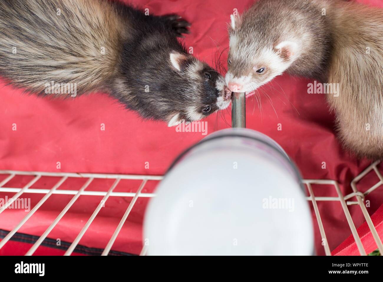 Ferrets hires stock photography and images Alamy