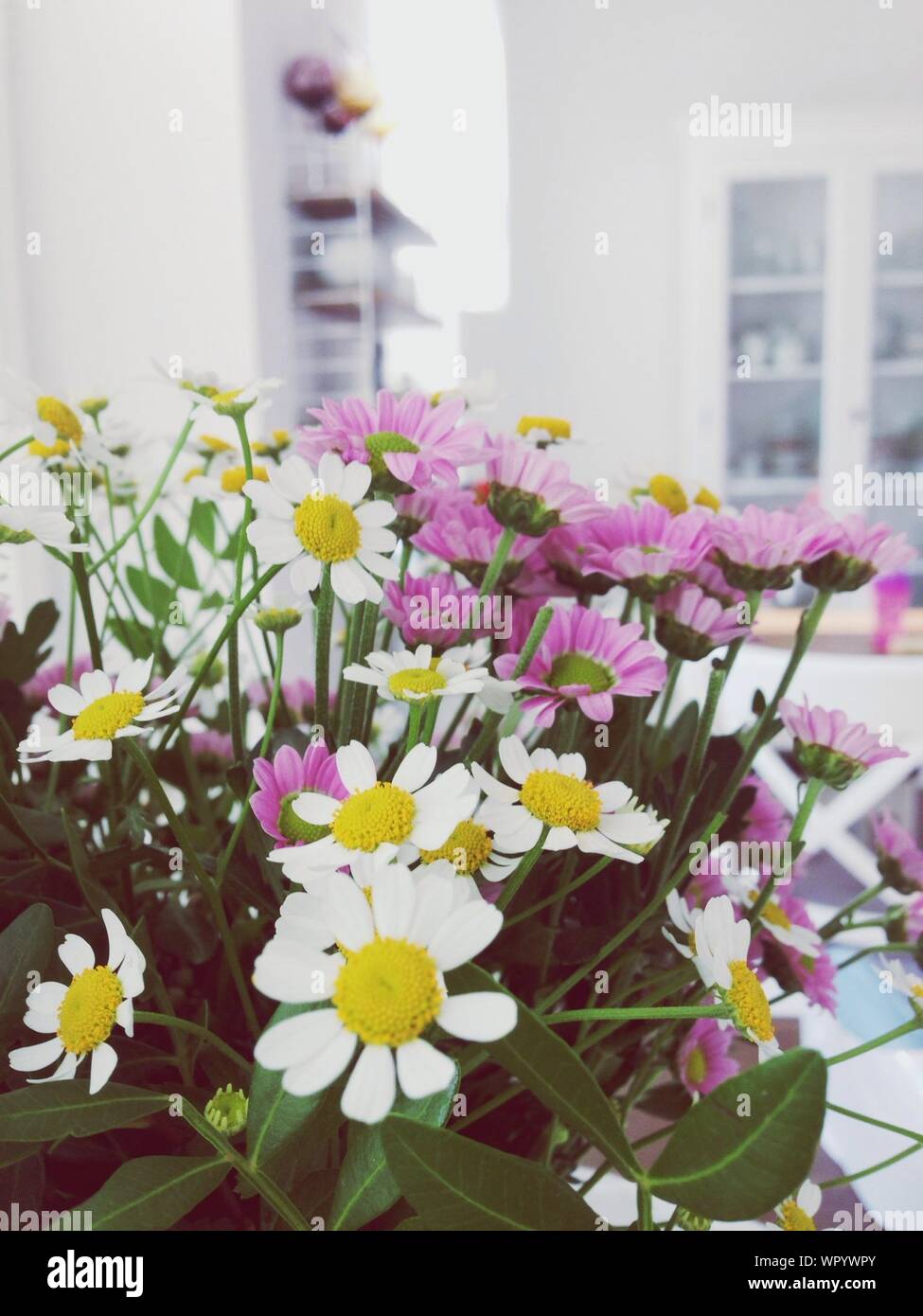 Pink white flowers hi-res stock photography and images - Alamy