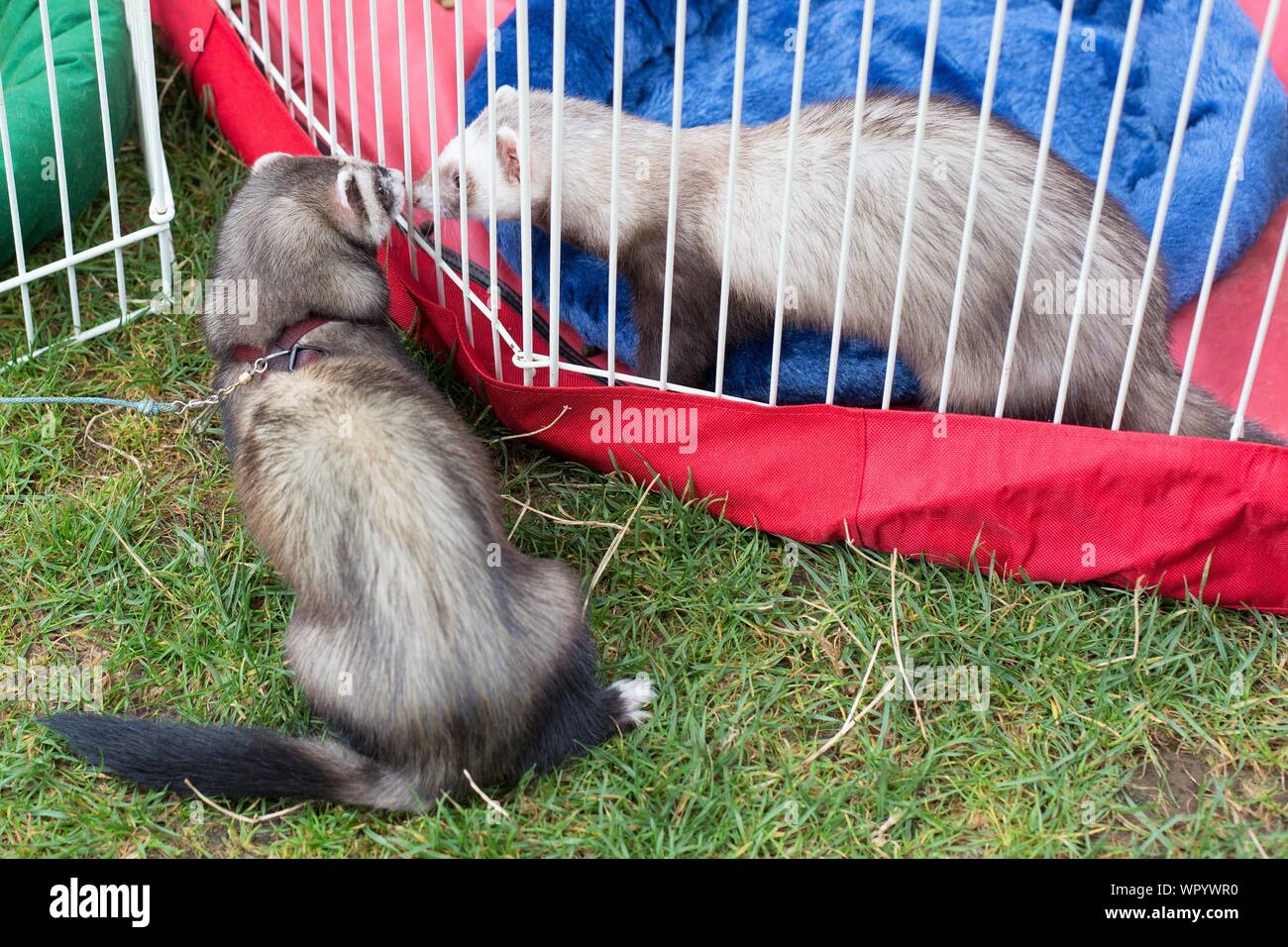 Ferrets hires stock photography and images Alamy