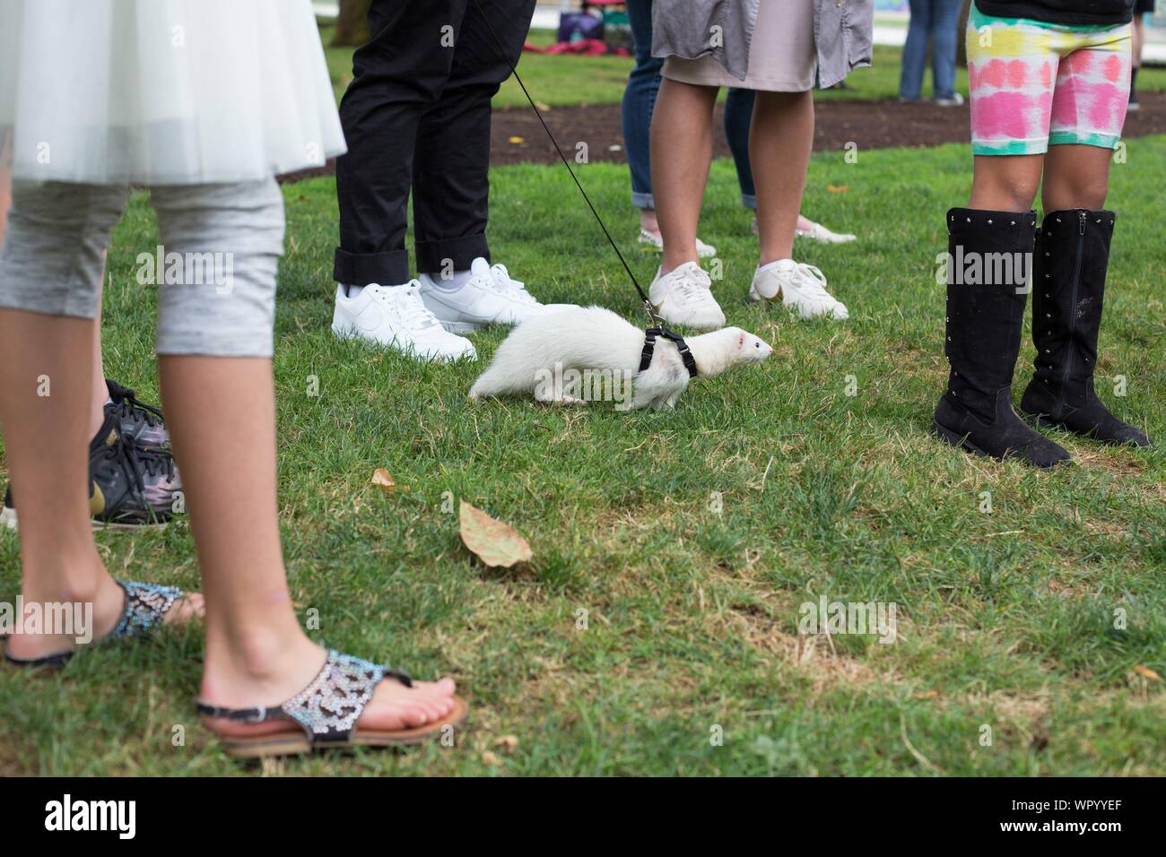 A white ferret on a leash at the Ferret Agility Trials, a fundraiser